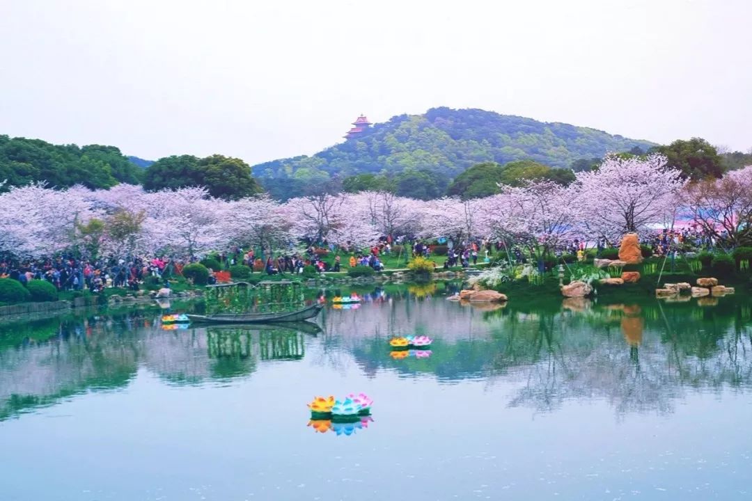 近十年武汉大学樱花平均初放日为3月13日.